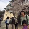 大阪城公園でお花見の画像