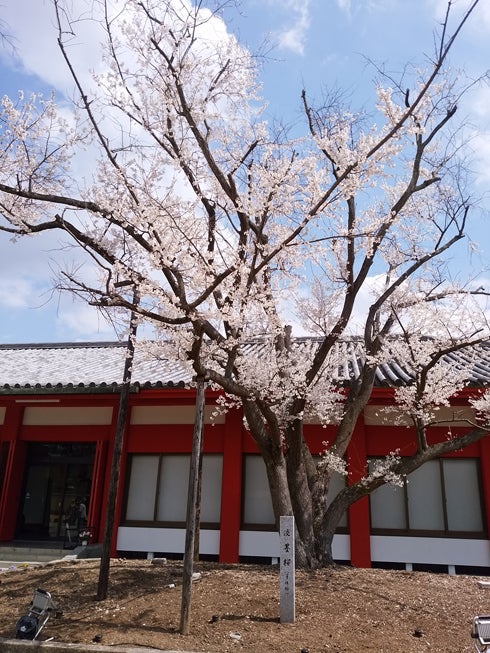 薬師寺 修二会 花会式 いちごねーさんのほっこりまったりコトコト生活 薬師寺 修二会 花会式 いちごねーさんのほっこりまったりコトコト生活