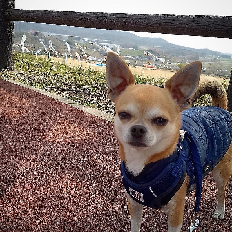 またまたお久しぶりの。の記事画像