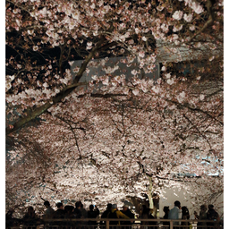 画像 夜桜 の記事より 1つ目