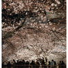 夜桜の画像