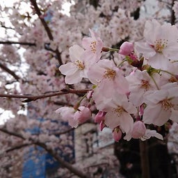 画像 京都の桜 の記事より 1つ目