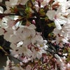 大阪城の桜の標本木が満開に…の画像