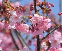 陽光桜 見事です 精神の美しさ が花言葉 心穏やかに 美しく暮らしましょうね Eiko S Blog