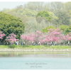 お花見気分の画像