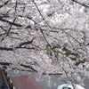 国立、大学通りの桜を見に行ってきました。の画像