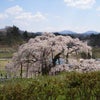 日本三大桜の画像