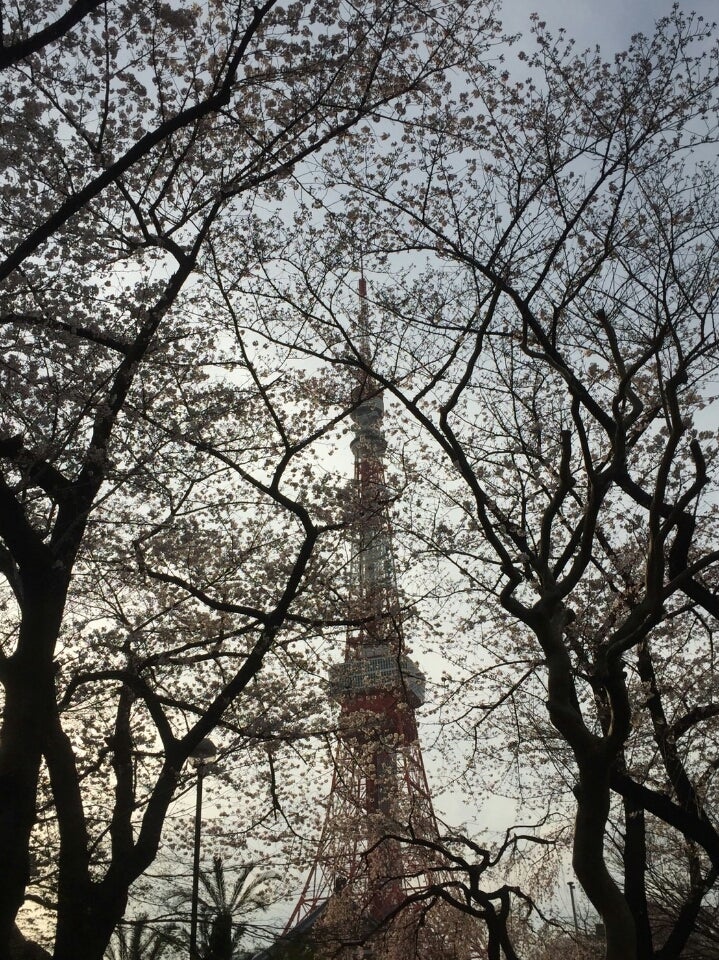 東京タワーと桜の記事より