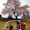 ちらちらと舞う 桜吹雪   ゴルフの画像