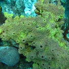 珊瑚 (Corals and Sponges) に魅せられて！でもご注意！の記事より