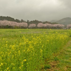 巾着田の菜の花と桜の画像