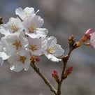 昭和記念公園の桜の記事より