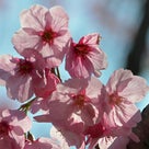 昭和記念公園の桜の記事より