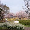 桜が満開   鈴鹿フラワーパークの画像