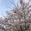 桜の季節!の画像