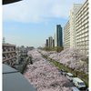 桜通りの画像