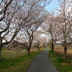 坂内川の桜の画像