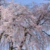 東中野の「桜並木」に想いを馳せての画像