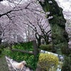 桜舞い散る公園散歩♪の画像