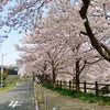 帷子川畔の桜4の画像