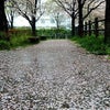 帷子川畔の桜5の画像