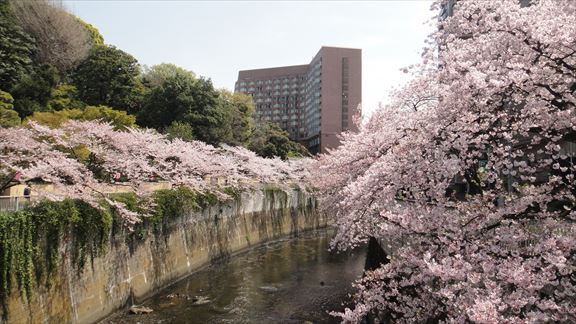 桜満開！　高田馬場～椿山荘の記事画像