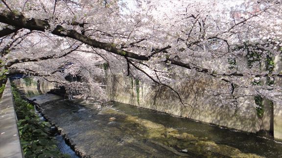 桜満開！　高田馬場～椿山荘の記事画像