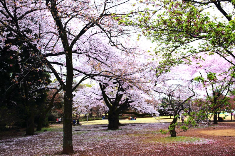 ２０１６年４月５日～新宿御苑の桜の記事より