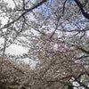 桜 2の画像