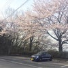 春 ~桜~の画像