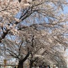 一目千本桜。の画像