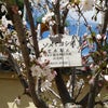 桜と大仏さんの画像