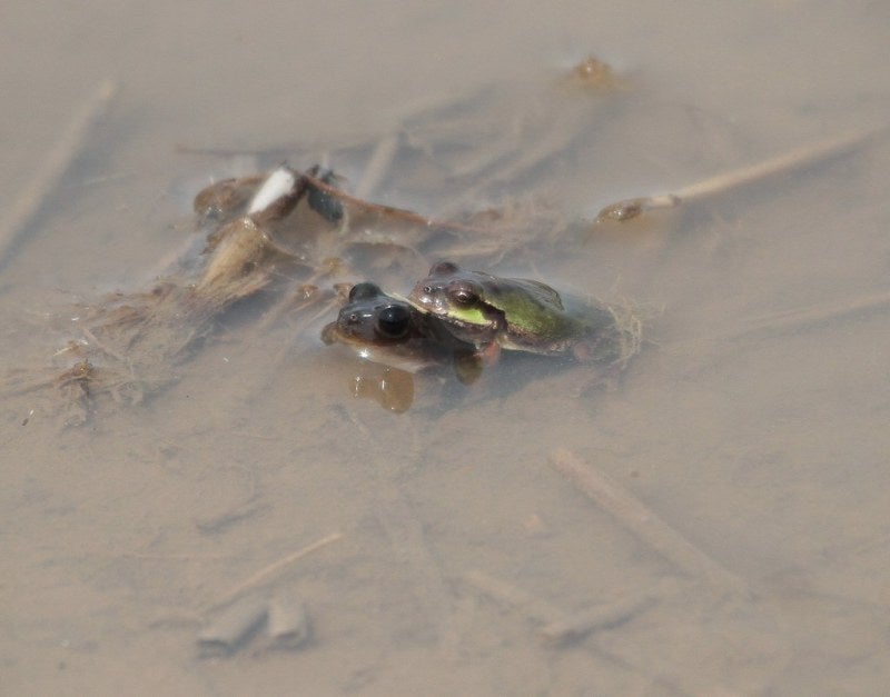 水張田んぼで鳴くカエル りょうちゃんのブログ