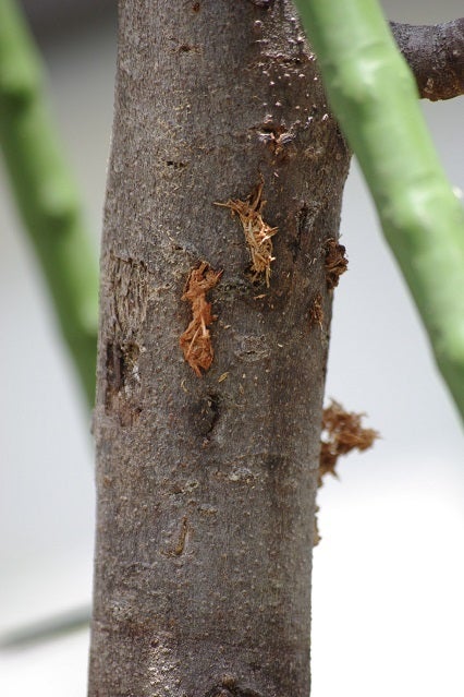 いちじくをテッポウムシ カミキリムシ幼虫 から守る今年 16 の対策 ハーブ栽培 香りを楽しむ生活 ミミズでエコライフ