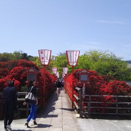 2016年　長岡天神　つつじ１