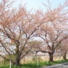 春が待ち遠しい♡鳥屋野潟桜並木の画像