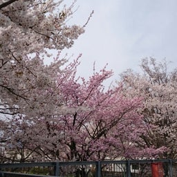 画像 千曲川と桜 の記事より 1つ目