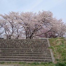 画像 千曲川と桜 の記事より 3つ目