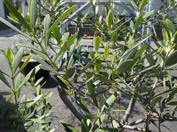 オリーブの花芽ぐんぐん成長中 Olivegardening With Succulent
