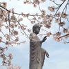 桜  2016の画像