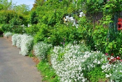 ４月25日 誕生花 セラスチウム 花言葉は幸福 夏に涼しげな銀色の絨毯 の花 札幌 骨格矯正立体カット 美容室オンデマンドのブログ