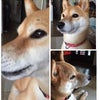 虫が…！の画像