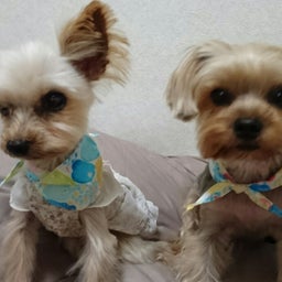 画像 少し早い母の日&amp;トリミング の記事より 3つ目