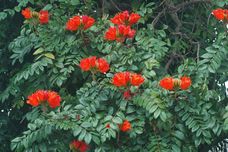 ノウゼンカズラ科 の 花 沖縄 野の花賛花のブログ