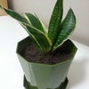新入り。の画像