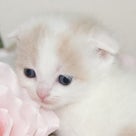 宮城県で格安子猫をお探しならペットショップ鈴花のホームページへの記事より