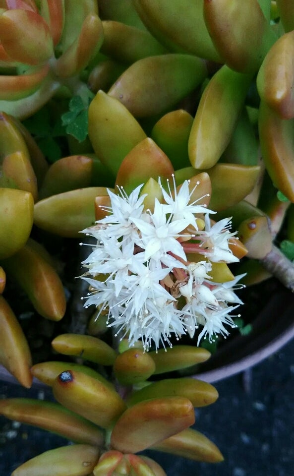 多肉植物の白い花 フェイシャルサロン 若山理容のブログ