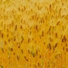 麦の季節の画像