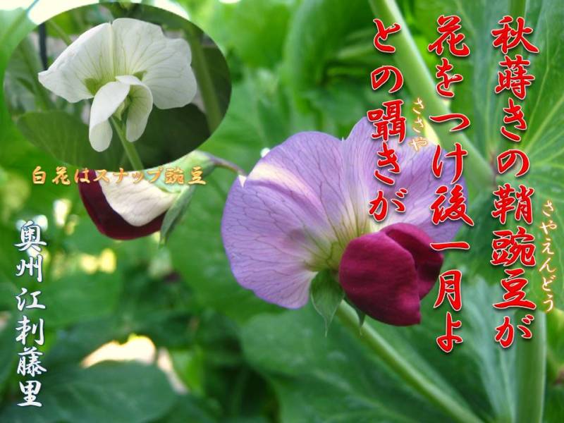 エンドウ豆の花 Septyのブログ