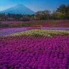 富士山と芝桜の画像